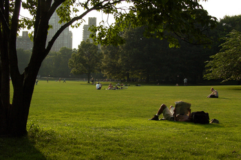 someone reading in central park